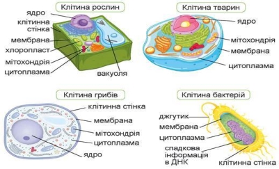 Як живуть і чим відрізняються клітини різних організмів | Урок на 1  завдання. Пізнаємо природу